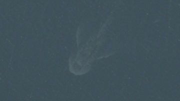 Aquí algunos vieron al monstuo del Lago Ness