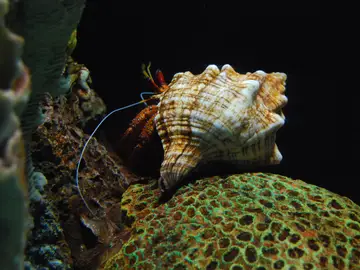 Cangrejo ermitaño de la especie Clibanarius digueti Cangrejo ermitaño de la especie Clibanarius digueti