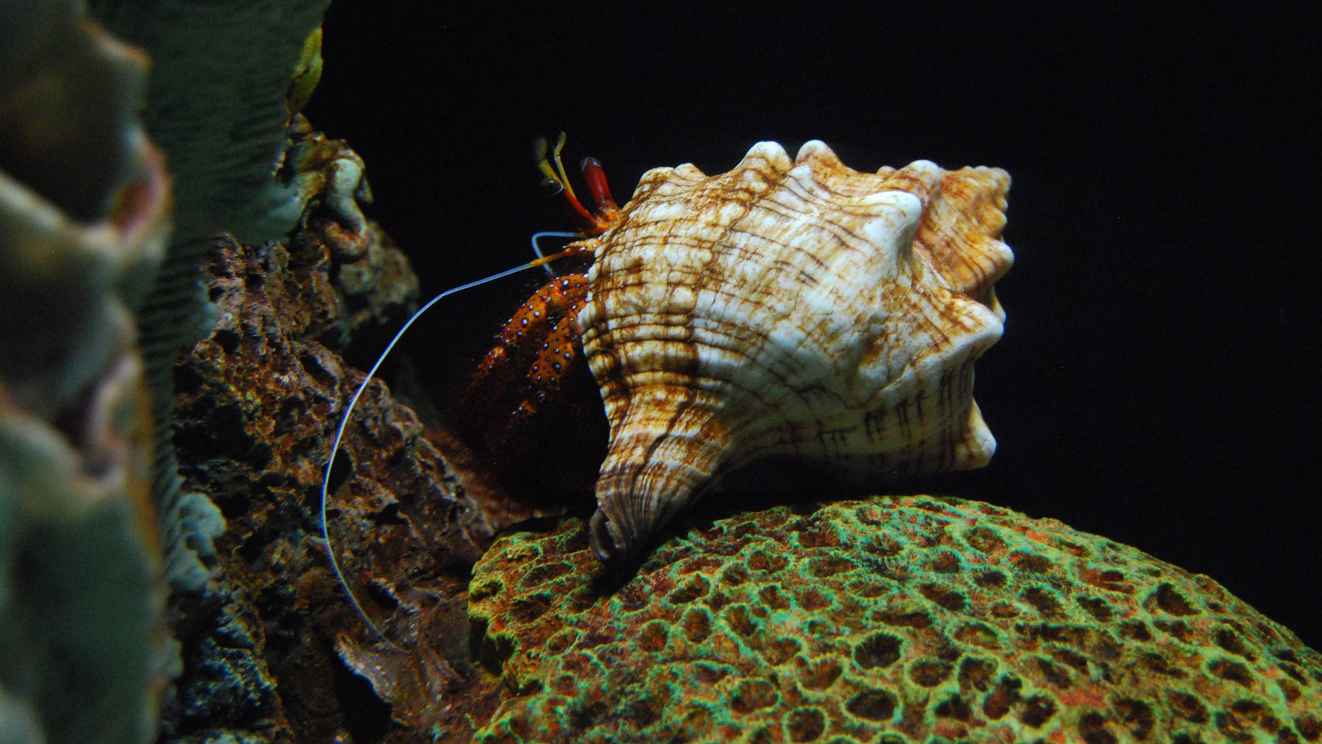 Cangrejo ermitaño de la especie Clibanarius digueti