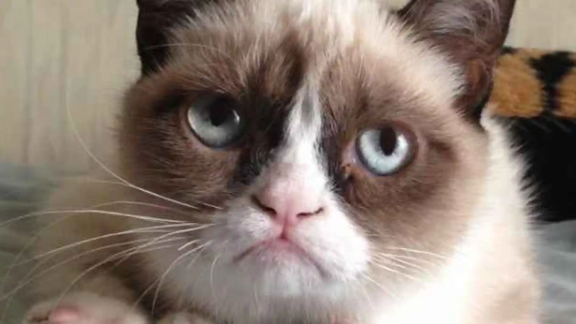 Esta imagen de Grumpy Cat no es un GIF: está enfadado con el HTML5