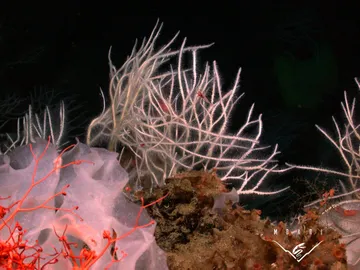 Esponja carnívora en la costa de EEUU Esponja carnívora en la costa de EEUU