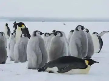 Los pingüinos, unas aves acuáticas muy singulares Los pingüinos, unas aves acuáticas muy singulares