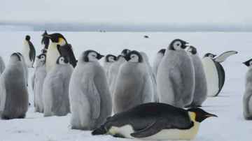 Los pingüinos, unas aves acuáticas muy singulares