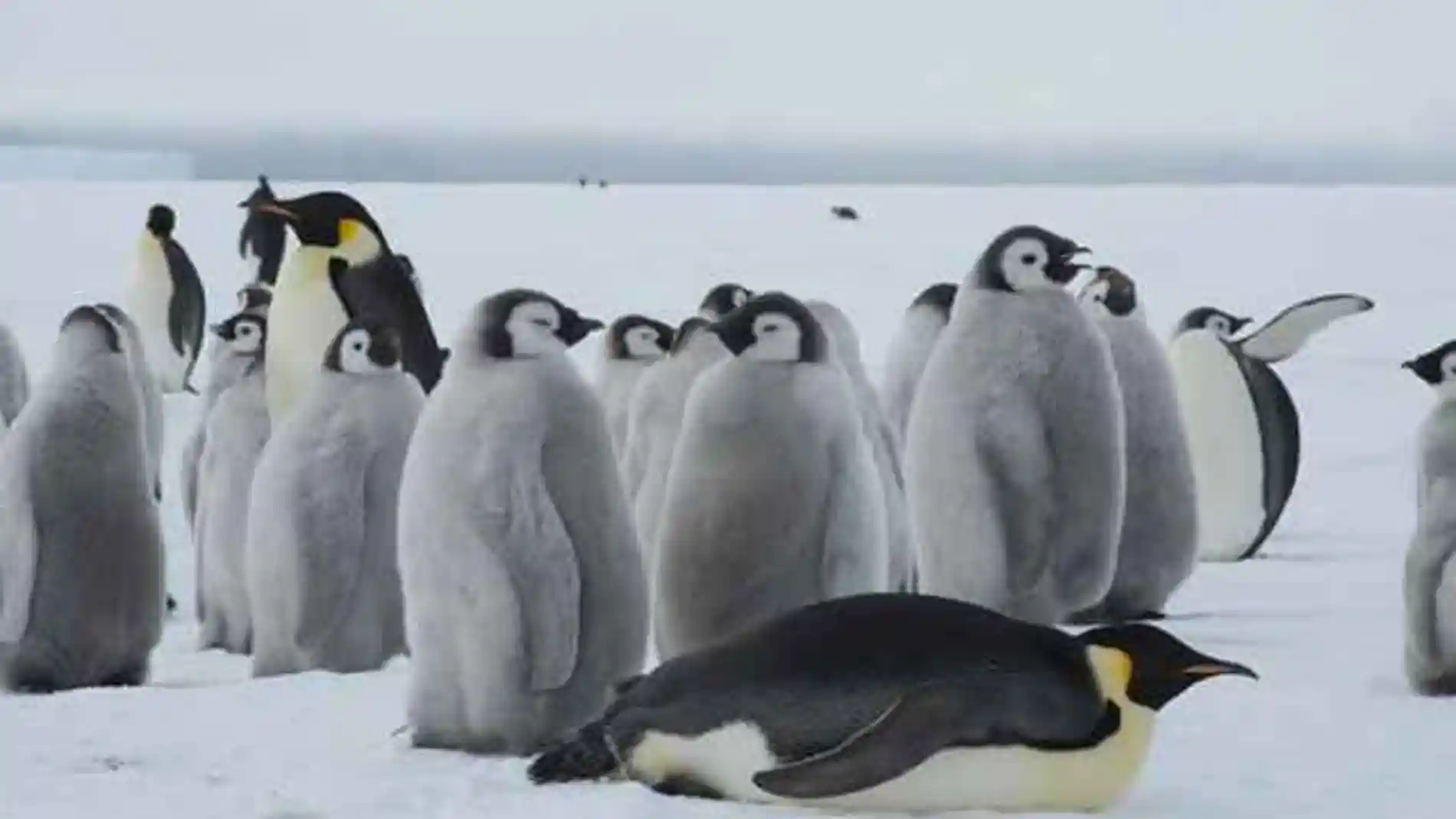 Los pingüinos, unas aves acuáticas muy singulares