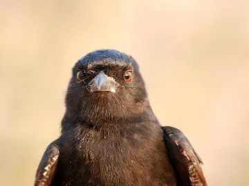 Drongo Ahorquillado Drongo Ahorquillado