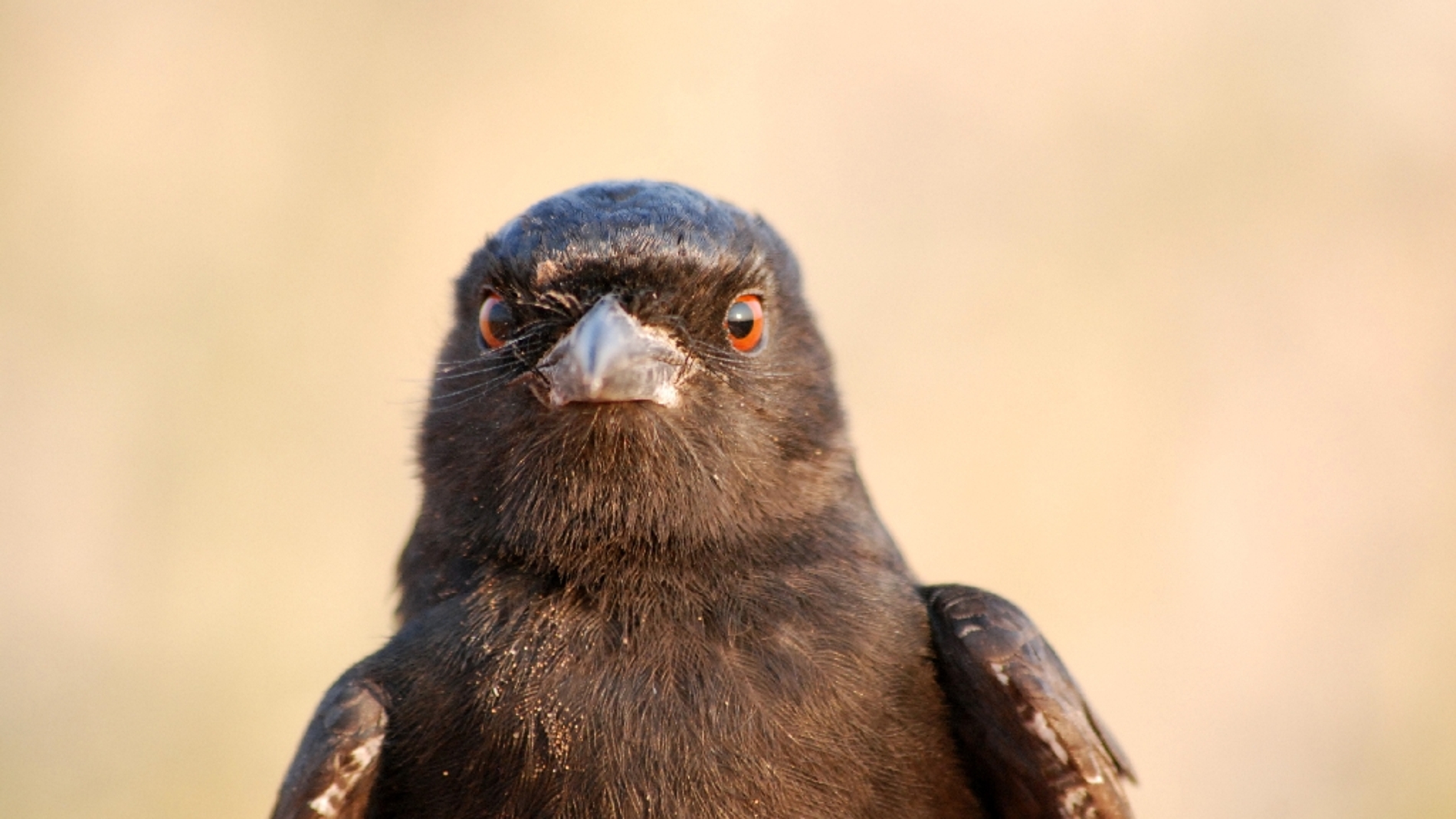 Drongo Ahorquillado