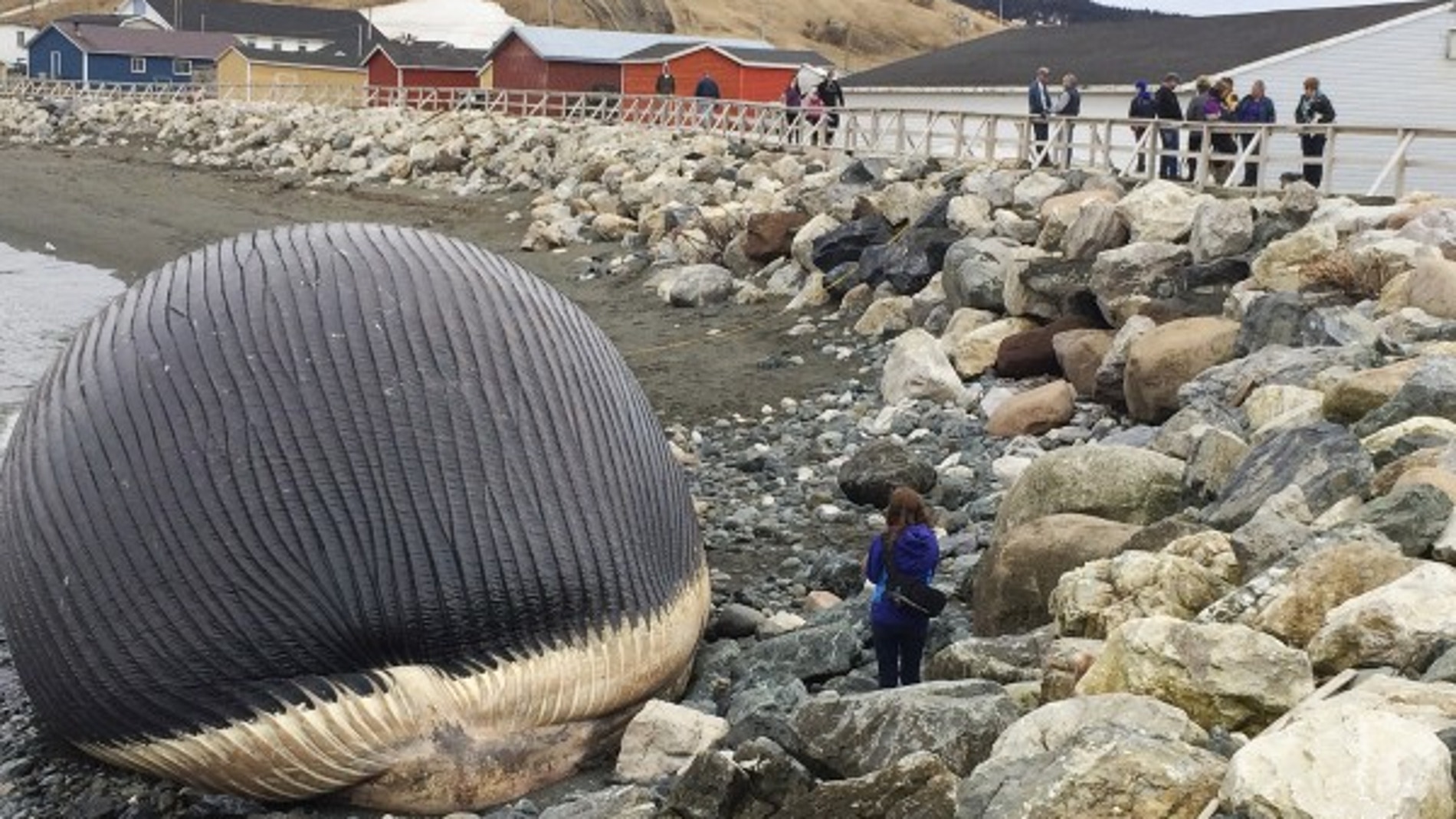 Ballena varada