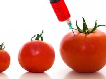 Tomates modificados genéticamente