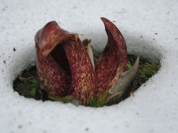 Misterioso círculo en la nieve, formado por una extraña planta