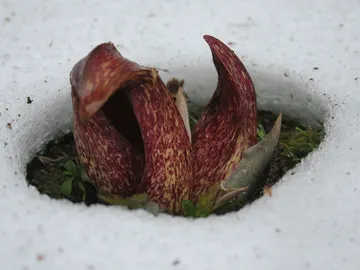 Misterioso círculo en la nieve, formado por una extraña planta Misterioso círculo en la nieve, formado por una extraña planta