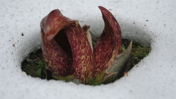 Misterioso círculo en la nieve, formado por una extraña planta