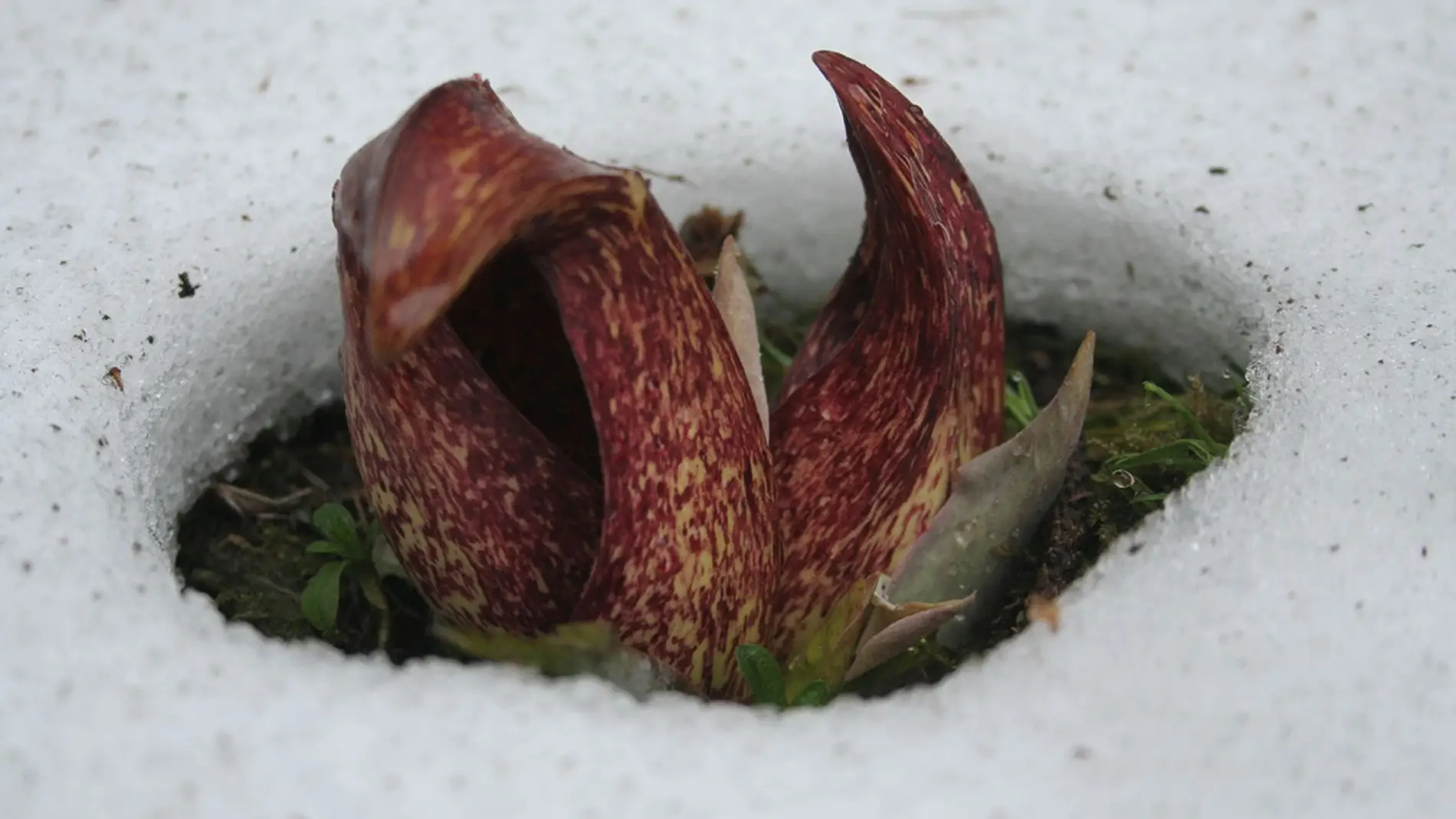 Misterioso círculo en la nieve, formado por una extraña planta