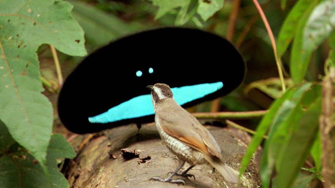 Cortejos De Aves De Lo Mas Sofisticados