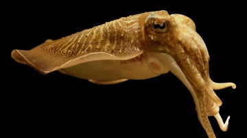 Sepia común