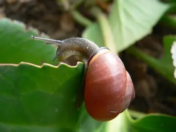 Caracol moro Caracol moro