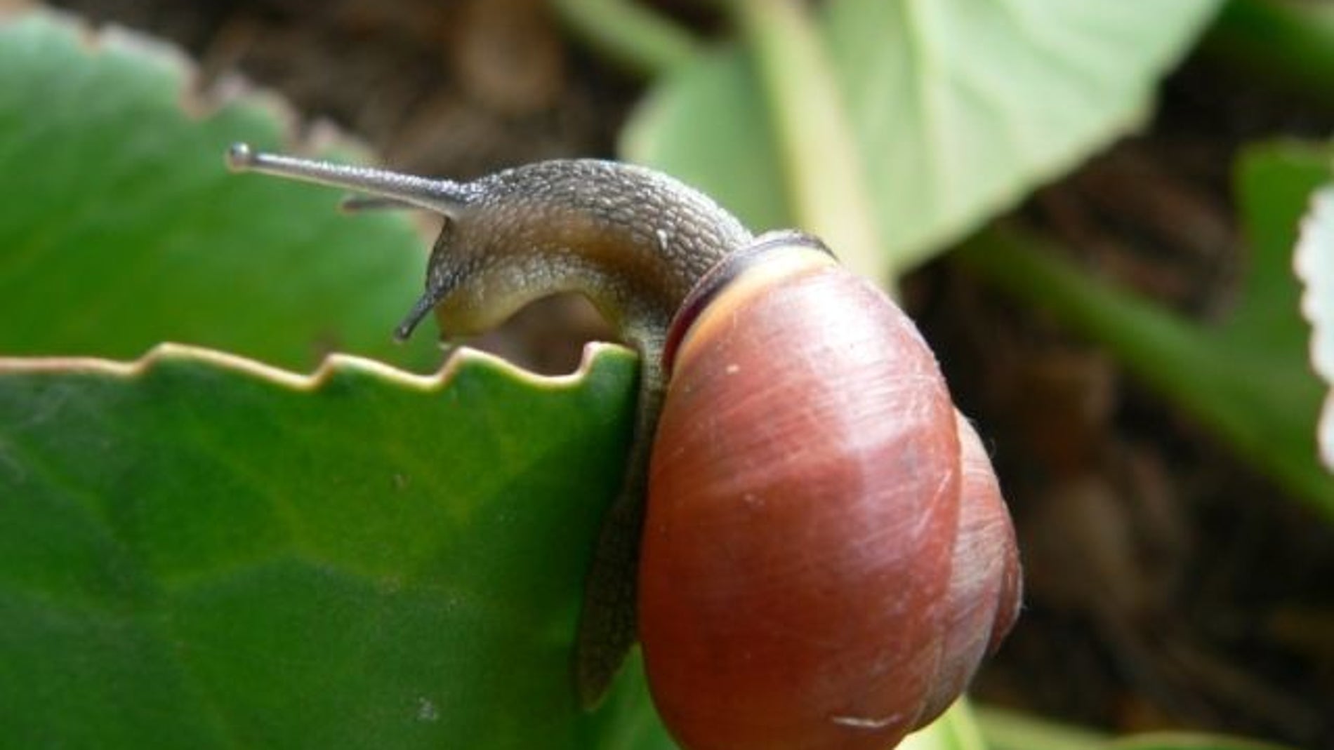 Caracol moro