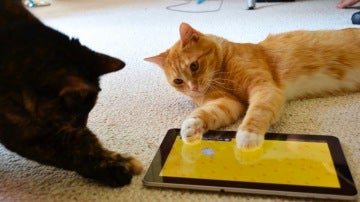 Entre tanta foto de gatito se te puede perder la información importante