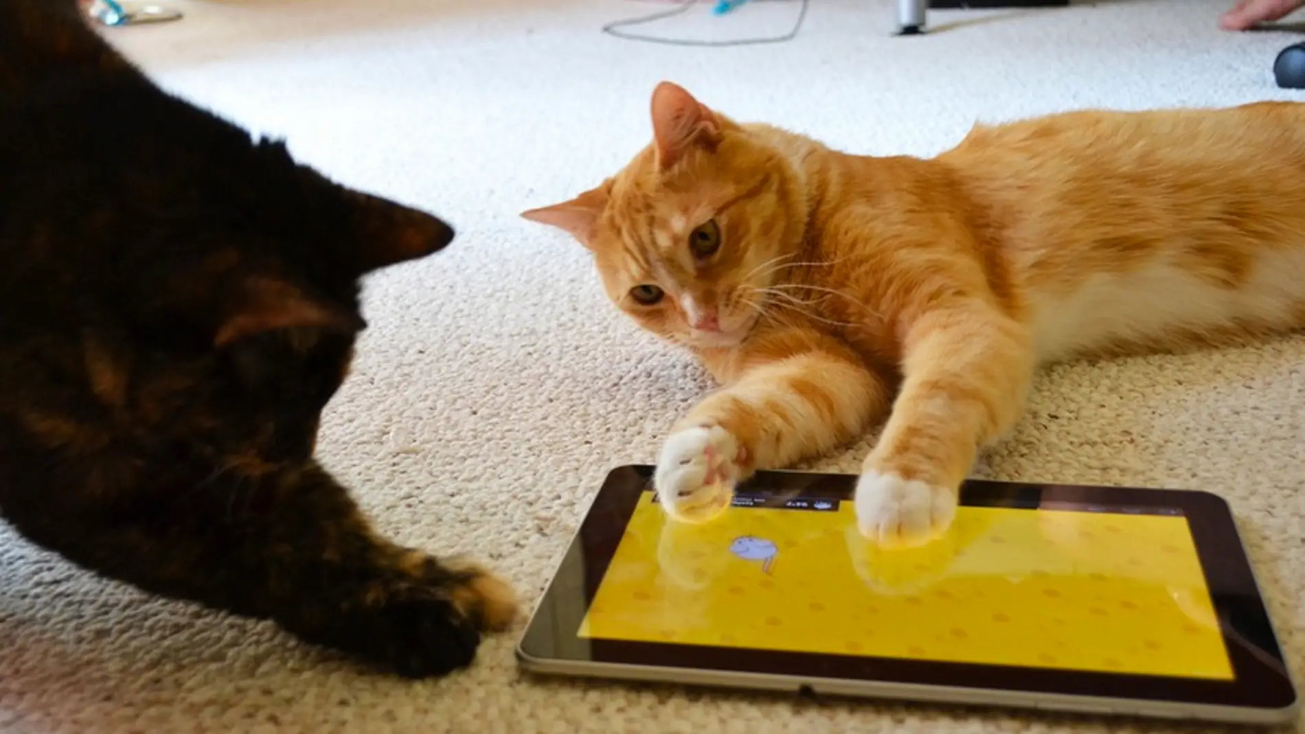Entre tanta foto de gatito se te puede perder la información importante