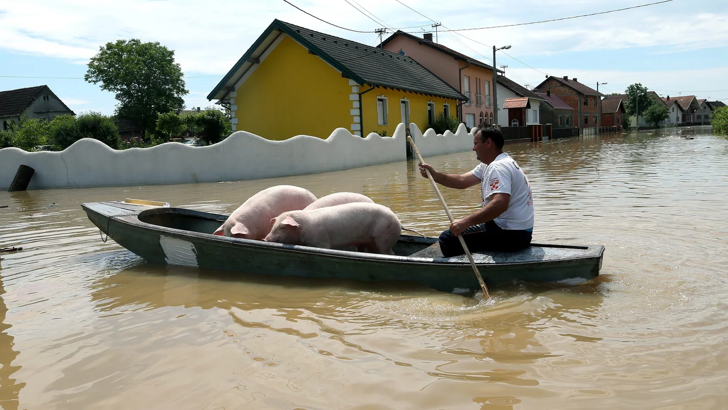 Un hombre lleva a unos cerdos sobre una barca en una calle inundada en la localidad de Orasje Un hombre lleva a unos cerdos sobre una barca en una calle inundada en la localidad de Orasje