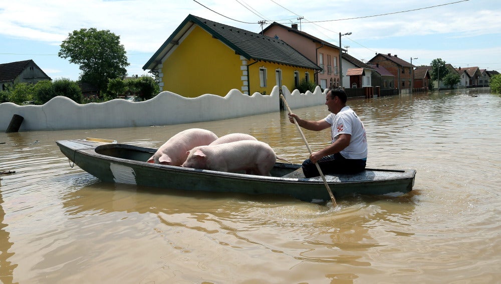 Un hombre lleva a unos cerdos sobre una barca en una calle inundada en la localidad de Orasje