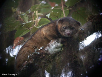 Bassaricyon neblina. El olinguito, un mamífero carnívoro arbóreo que vive en las selvas de los Andes