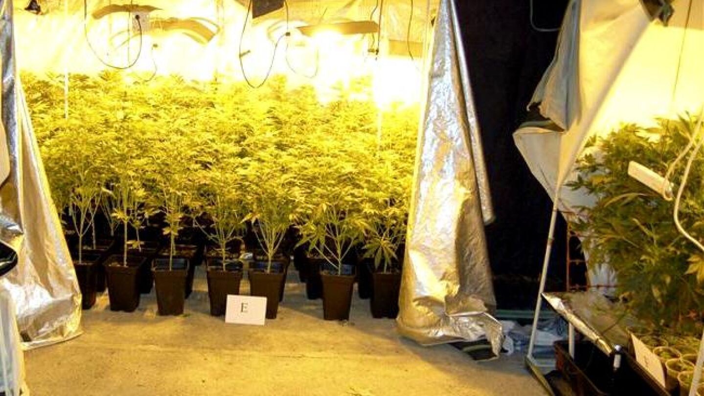 Imagen de un invernadero para el cultivo de las plantas de marihuana