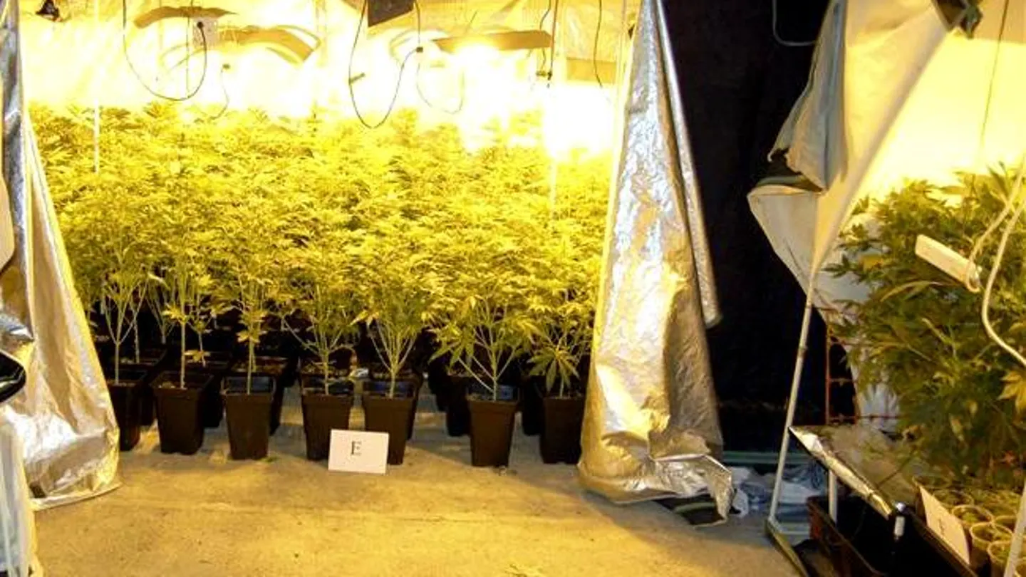Imagen de un invernadero para el cultivo de las plantas de marihuana Imagen de un invernadero para el cultivo de las plantas de marihuana