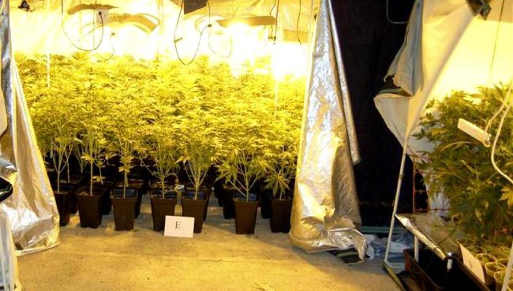 Imagen de un invernadero para el cultivo de las plantas de marihuana