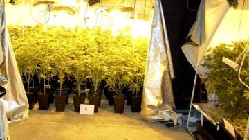 Imagen de un invernadero para el cultivo de las plantas de marihuana