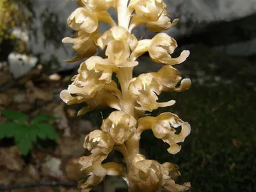 La orquídea Neottia nidus-avis obtiene su alimento a partir de hongos del suelo La orquídea Neottia nidus-avis obtiene su alimento a partir de hongos del suelo