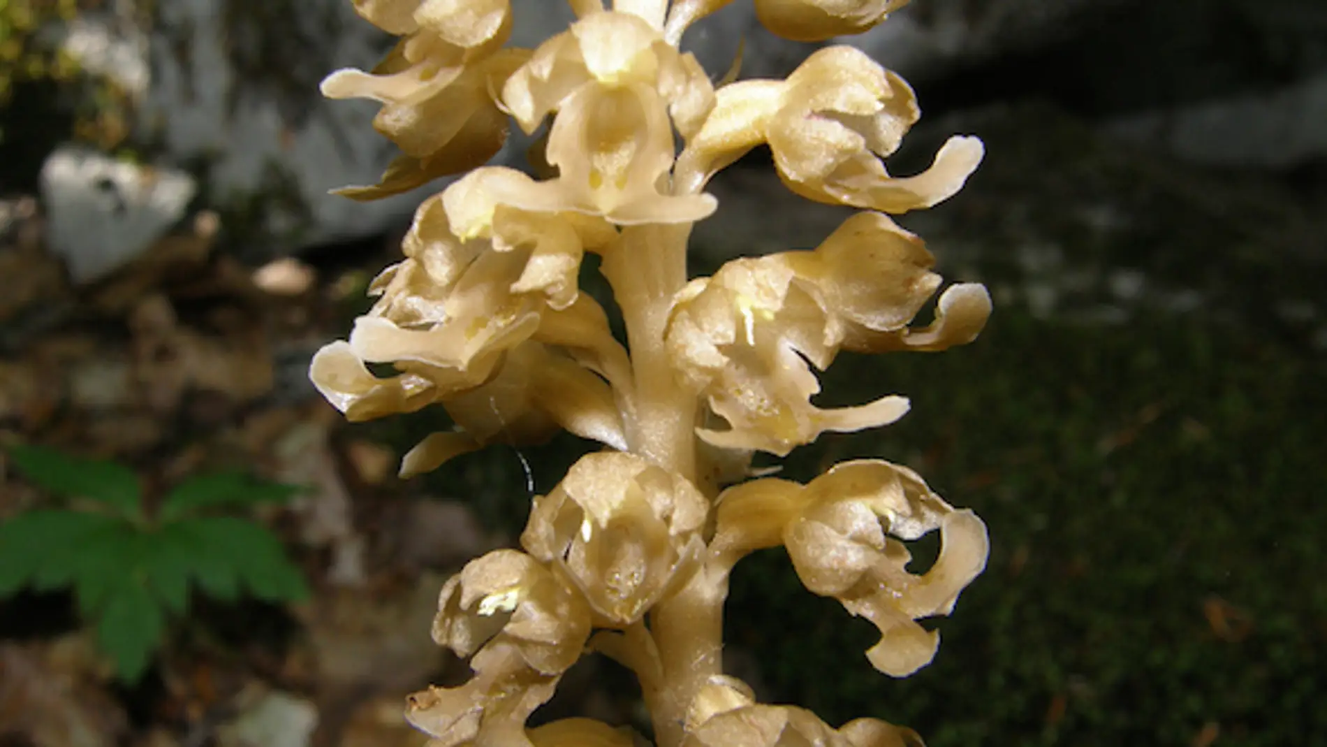 La orquídea Neottia nidus-avis obtiene su alimento a partir de hongos del suelo