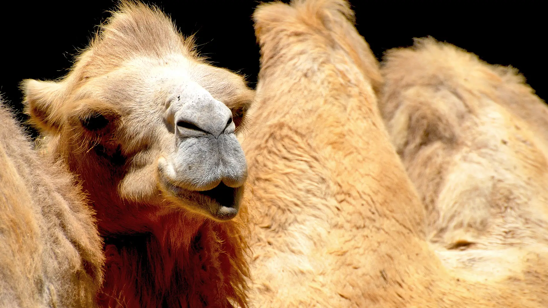 Un camello lanzando un beso