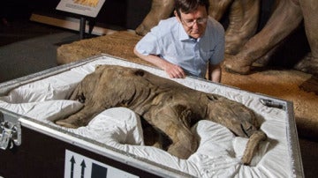 Cría de mamut Lyuba