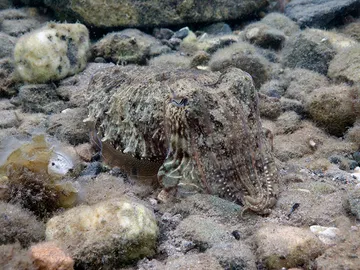 Una sepia común, camuflándose en el fondo marino Una sepia común, camuflándose en el fondo marino