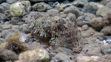 Una sepia común, camuflándose en el fondo marino