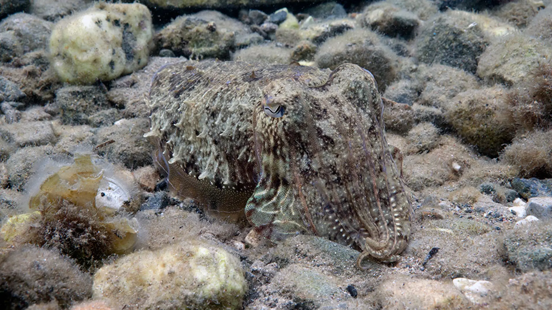Una sepia común, camuflándose en el fondo marino