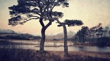 Árboles captados con un iPhone