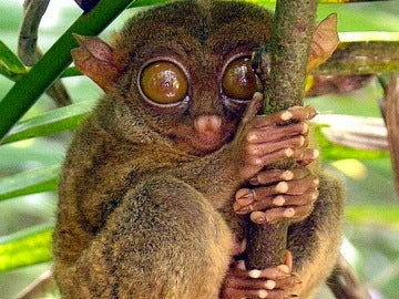 El tarsero filipino, el primate de ojos inmensos