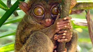 El tarsero filipino, el primate de ojos inmensos