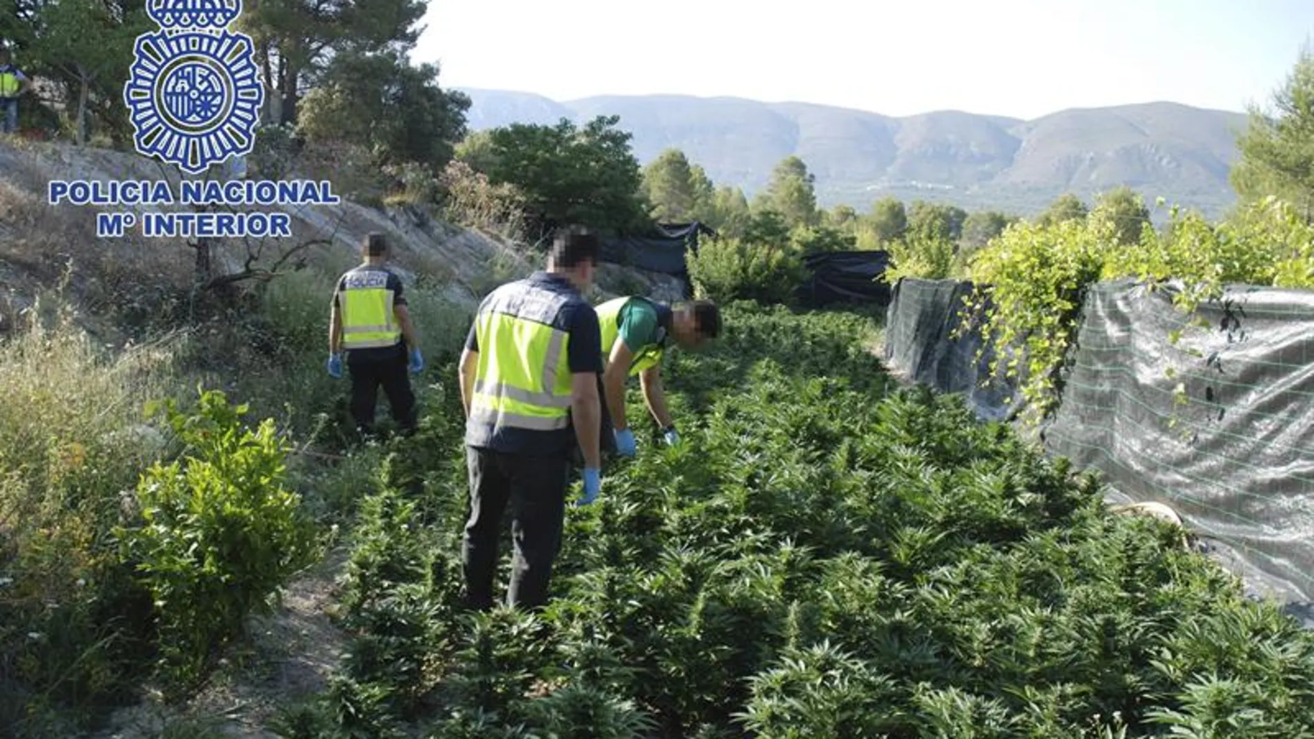 Desmantelada una plantación de marihuana en Alicante