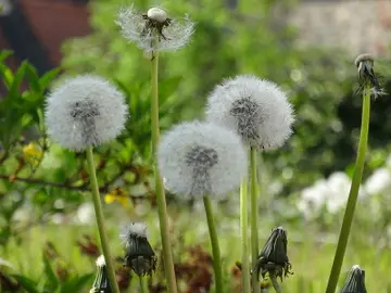 Diente de león Diente de león