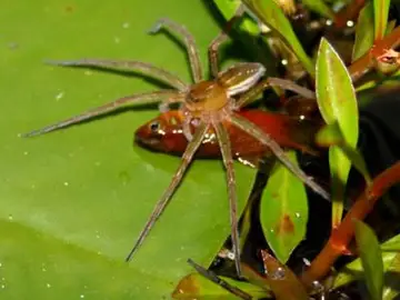 Una araña comiendo un pez Una araña comiendo un pez