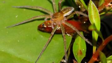 Una araña comiendo un pez