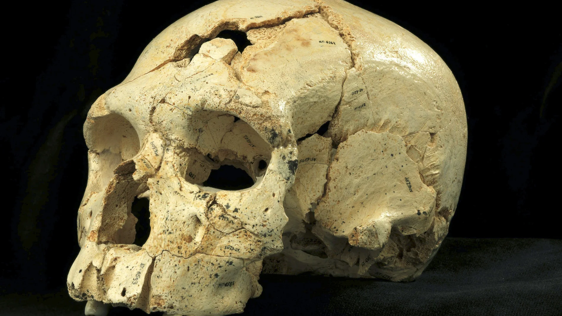 Hallan 17 cráneos en Atapuerca que aportan nueva luz a evolución Neanderthal