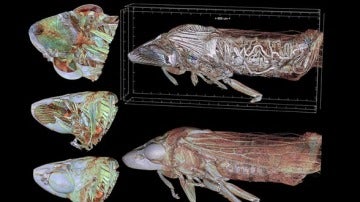 La cigarrilla de alas cristalinas vista a través de un microtomógrafo