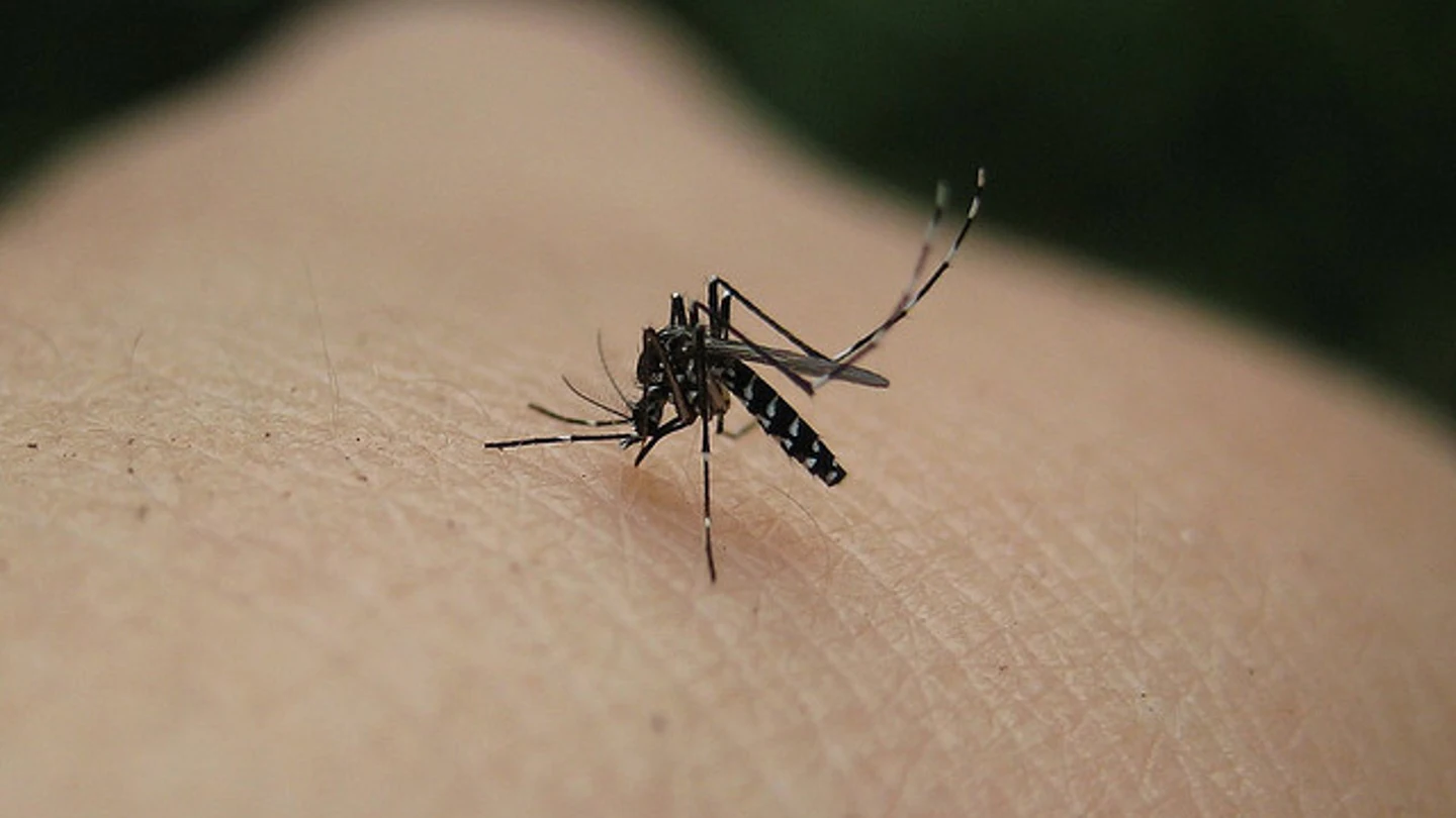 Mosquito tigre Mosquito tigre