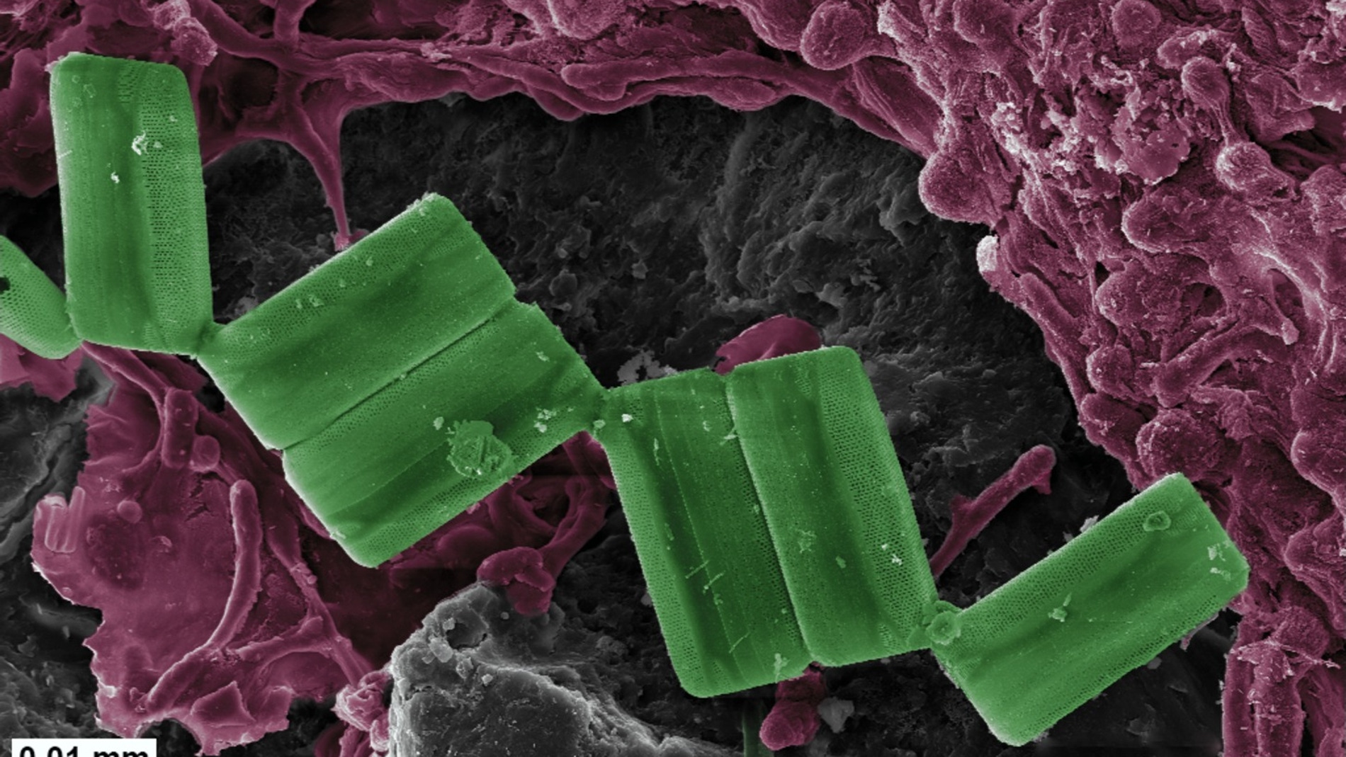 Diatomeas y bacterias comedoras de plásticos