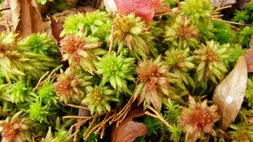 Musgo de turbera