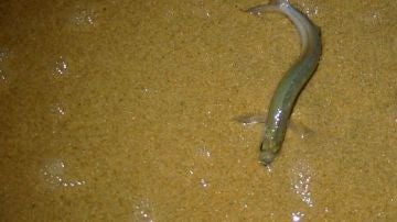 Pejerrey californiano saliendo del agua a desovar