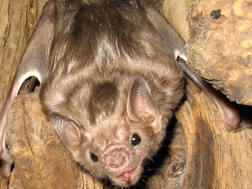 Ejemplar de murciélago que se alimenta de sangre